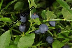 Heidelbeere, Blaubeere, Vaccinium myrtillus, Ericaceae, Vaccinium myrtillus, Heidelbeere, Blaubeere, fruchtend Kauf von 00317_vaccinium_myrtillus_dsc_2152.jpg