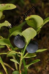 Heidelbeere, Blaubeere, Vaccinium myrtillus, Ericaceae, Vaccinium myrtillus, Heidelbeere, Blaubeere, fruchtend Kauf von 00317_vaccinium_myrtillus_dsc_2496.jpg