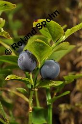 Heidelbeere, Blaubeere, Vaccinium myrtillus, Ericaceae, Vaccinium myrtillus, Heidelbeere, Blaubeere, fruchtend Kauf von 00317_vaccinium_myrtillus_dsc_2497.jpg