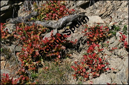 Heidelbeere, Blaubeere, Vaccinium myrtillus, Ericaceae, Vaccinium myrtillus, Heidelbeere, Blaubeere, fruchtend Kauf von 00317vaccinium_myrtillusimg_4460.jpg