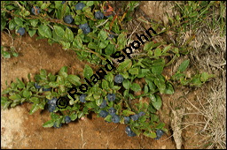 Heidelbeere, Blaubeere, Vaccinium myrtillus, Ericaceae, Vaccinium myrtillus, Heidelbeere, Blaubeere, fruchtend Kauf von 00317vaccinium_myrtillusimg_9074.jpg