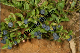 Heidelbeere, Blaubeere, Vaccinium myrtillus, Ericaceae, Vaccinium myrtillus, Heidelbeere, Blaubeere, fruchtend Kauf von 00317vaccinium_myrtillusimg_9075.jpg