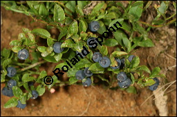 Heidelbeere, Blaubeere, Vaccinium myrtillus, Ericaceae, Vaccinium myrtillus, Heidelbeere, Blaubeere, fruchtend Kauf von 00317vaccinium_myrtillusimg_9075.jpg