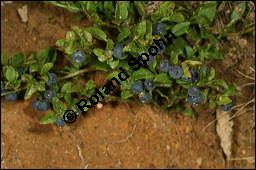 Heidelbeere, Blaubeere, Vaccinium myrtillus, Ericaceae, Vaccinium myrtillus, Heidelbeere, Blaubeere, fruchtend Kauf von 00317vaccinium_myrtillusimg_9076.jpg
