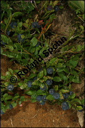 Heidelbeere, Blaubeere, Vaccinium myrtillus, Ericaceae, Vaccinium myrtillus, Heidelbeere, Blaubeere, fruchtend Kauf von 00317vaccinium_myrtillusimg_9078.jpg