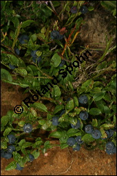 Heidelbeere, Blaubeere, Vaccinium myrtillus, Ericaceae, Vaccinium myrtillus, Heidelbeere, Blaubeere, fruchtend Kauf von 00317vaccinium_myrtillusimg_9079.jpg