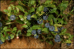 Heidelbeere, Blaubeere, Vaccinium myrtillus, Ericaceae, Vaccinium myrtillus, Heidelbeere, Blaubeere, fruchtend Kauf von 00317vaccinium_myrtillusimg_9080.jpg