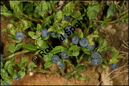 Heidelbeere, Blaubeere, Vaccinium myrtillus, Ericaceae, Vaccinium myrtillus, Heidelbeere, Blaubeere, fruchtend Kauf von 00317vaccinium_myrtillusimg_9082.jpg