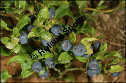 Heidelbeere, Blaubeere, Vaccinium myrtillus, Ericaceae, Vaccinium myrtillus, Heidelbeere, Blaubeere, fruchtend Kauf von 00317vaccinium_myrtillusimg_9083.jpg