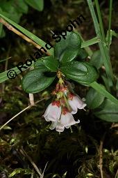 Preiselbeere, Vaccinium vitis-idaea, Ericaceae, Vaccinium vitis-idaea, Preiselbeere, Kronsbeere, Habitat Kauf von 00319_vaccinium_vitis_idaea_dsc_1457.jpg