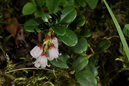 Preiselbeere, Vaccinium vitis-idaea, Ericaceae, Vaccinium vitis-idaea, Preiselbeere, Kronsbeere, Habitat Kauf von 00319_vaccinium_vitis_idaea_dsc_1458.jpg