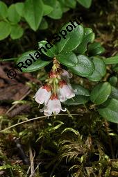 Preiselbeere, Vaccinium vitis-idaea, Ericaceae, Vaccinium vitis-idaea, Preiselbeere, Kronsbeere, Habitat Kauf von 00319_vaccinium_vitis_idaea_dsc_1459.jpg