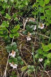 Preiselbeere, Vaccinium vitis-idaea, Ericaceae, Vaccinium vitis-idaea, Preiselbeere, Kronsbeere, Habitat Kauf von 00319_vaccinium_vitis_idaea_dsc_1460.jpg