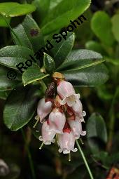 Preiselbeere, Vaccinium vitis-idaea, Ericaceae, Vaccinium vitis-idaea, Preiselbeere, Kronsbeere, Habitat Kauf von 00319_vaccinium_vitis_idaea_dsc_1463.jpg