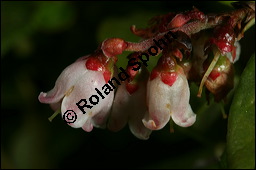 Preiselbeere, Vaccinium vitis-idaea, Ericaceae, Vaccinium vitis-idaea, Preiselbeere, Kronsbeere, Habitat Kauf von 00319vaccinium_vitis-idaeaimg_6804.jpg