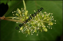 Weinrebe, Wein, Weinstock, Vitis vinifera, Vitaceae, Vitis vinifera, Weinrebe, Wein, Weinstock, Blühend Kauf von 00322vitis_viniferaimg_8160.jpg