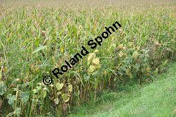 Mais, Zea mays, Anbau mit Helianthus annuus, Sonnenblume, Poaceae, Zea mays, Mais Kauf von 00324_zea_mays_dsc_0301.jpg