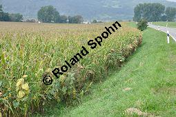 Mais, Zea mays, Anbau mit Helianthus annuus, Sonnenblume, Poaceae, Zea mays, Mais Kauf von 00324_zea_mays_dsc_0303.jpg