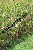 Mais, Zea mays, Anbau mit Helianthus annuus, Sonnenblume, Poaceae, Zea mays, Mais Kauf von 00324_zea_mays_dsc_0304.jpg