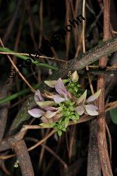 Paternostererbse, Abrus precatorius, Fabaceae, Abrus precatorius, Paternostererbse, Jequirety, fruchtend Kauf von 00328_abrus_precatorius_dsc_4333.jpg