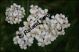 Gewöhnliche Schafgarbe, Achillea millefolium, Asteraceae, Achillea millefolium, Gewöhnliche Schafgarbe, Blühend Kauf von 00334achillea_millefoliumimg_2386.jpg