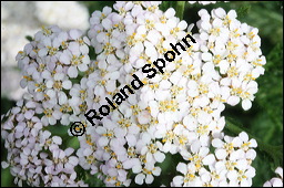 Gewöhnliche Schafgarbe, Achillea millefolium, Asteraceae, Achillea millefolium, Gewöhnliche Schafgarbe, Blühend Kauf von 00334achillea_millefoliumimg_2392.jpg