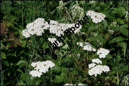 Gewöhnliche Schafgarbe, Achillea millefolium, Asteraceae, Achillea millefolium, Gewöhnliche Schafgarbe, Blühend Kauf von 00334achillea_millefoliumimg_9045.jpg