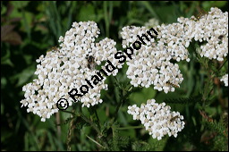 Gewhnliche Schafgarbe, Achillea millefolium, Asteraceae, Achillea millefolium, Gewhnliche Schafgarbe, Blhend Kauf von 00334achillea_millefoliumimg_9046.jpg