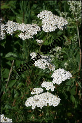 Gewhnliche Schafgarbe, Achillea millefolium, Asteraceae, Achillea millefolium, Gewhnliche Schafgarbe, Blhend Kauf von 00334achillea_millefoliumimg_9047.jpg