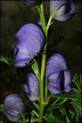 Blauer Eisenhut, Blauer Sturmhut, Sturnhut, Aconitum napellus, Ranunculaceae, Aconitum napellus, Blauer Eisenhut, Sturmhut, Blauer Sturmhut, Blühend Kauf von 00336aconitum_napellusimg_1994.jpg