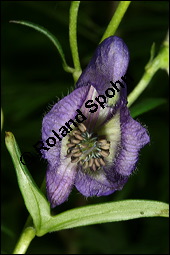 Blauer Eisenhut, Blauer Sturmhut, Sturnhut, Aconitum napellus, Ranunculaceae, Aconitum napellus, Blauer Eisenhut, Sturmhut, Blauer Sturmhut, Blühend Kauf von 00336aconitum_napellusimg_2531.jpg