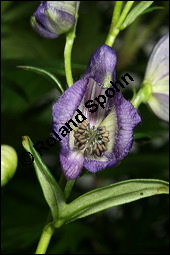 Blauer Eisenhut, Blauer Sturmhut, Sturnhut, Aconitum napellus, Ranunculaceae, Aconitum napellus, Blauer Eisenhut, Sturmhut, Blauer Sturmhut, Blhend Kauf von 00336aconitum_napellusimg_2532.jpg