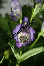 Blauer Eisenhut, Blauer Sturmhut, Sturnhut, Aconitum napellus, Ranunculaceae, Aconitum napellus, Blauer Eisenhut, Sturmhut, Blauer Sturmhut, Blühend Kauf von 00336aconitum_napellusimg_2533.jpg