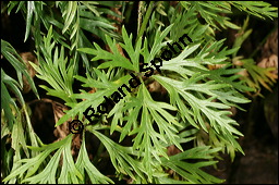 Blauer Eisenhut, Blauer Sturmhut, Sturnhut, Aconitum napellus, Ranunculaceae, Aconitum napellus, Blauer Eisenhut, Sturmhut, Blauer Sturmhut, Blühend Kauf von 00336aconitum_napellusimg_8547.jpg