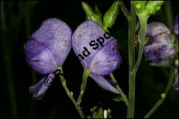 Blauer Eisenhut, Blauer Sturmhut, Sturnhut, Aconitum napellus, Ranunculaceae, Aconitum napellus, Blauer Eisenhut, Sturmhut, Blauer Sturmhut, Blühend Kauf von 00336aconitum_napellusimg_8794.jpg