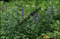 Blauer Eisenhut, Blauer Sturmhut, Sturnhut, Aconitum napellus, Ranunculaceae, Aconitum napellus, Blauer Eisenhut, Sturmhut, Blauer Sturmhut, Blühend Kauf von 00336aconitum_napellusimg_9065.jpg