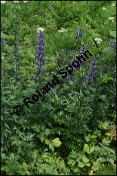 Blauer Eisenhut, Blauer Sturmhut, Sturnhut, Aconitum napellus, Ranunculaceae, Aconitum napellus, Blauer Eisenhut, Sturmhut, Blauer Sturmhut, Blühend Kauf von 00336aconitum_napellusimg_9066.jpg