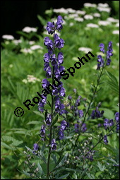 Blauer Eisenhut, Blauer Sturmhut, Sturnhut, Aconitum napellus, Ranunculaceae, Aconitum napellus, Blauer Eisenhut, Sturmhut, Blauer Sturmhut, Blühend Kauf von 00336aconitum_napellusimg_9067.jpg