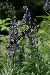 Blauer Eisenhut, Blauer Sturmhut, Sturnhut, Aconitum napellus, Ranunculaceae, Aconitum napellus, Blauer Eisenhut, Sturmhut, Blauer Sturmhut, Blhend Kauf von 00336aconitum_napellusimg_9069.jpg