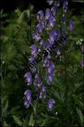 Blauer Eisenhut, Blauer Sturmhut, Sturnhut, Aconitum napellus, Ranunculaceae, Aconitum napellus, Blauer Eisenhut, Sturmhut, Blauer Sturmhut, Blühend Kauf von 00336aconitum_napellusimg_9070.jpg