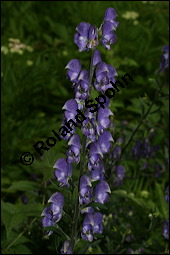 Blauer Eisenhut, Blauer Sturmhut, Sturnhut, Aconitum napellus, Ranunculaceae, Aconitum napellus, Blauer Eisenhut, Sturmhut, Blauer Sturmhut, Blühend Kauf von 00336aconitum_napellusimg_9071.jpg