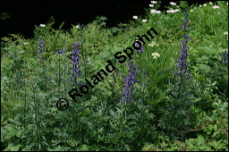 Blauer Eisenhut, Blauer Sturmhut, Sturnhut, Aconitum napellus, Ranunculaceae, Aconitum napellus, Blauer Eisenhut, Sturmhut, Blauer Sturmhut, Blühend Kauf von 00336aconitum_napellusimg_9072.jpg