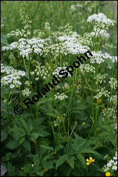 Gewöhnlicher Giersch, Gewöhnlicher Geißfuß, Aegopodium podagraria, Apiaceae, Aegopodium podagraria, Gewöhnlicher Giersch, Gewöhnlicher Geißfuß, fruchtend Kauf von 00342aegopodium_podagrariaimg_7423.jpg