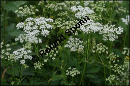 Gewöhnlicher Giersch, Gewöhnlicher Geißfuß, Aegopodium podagraria, Apiaceae, Aegopodium podagraria, Gewöhnlicher Giersch, Gewöhnlicher Geißfuß, fruchtend Kauf von 00342aegopodium_podagrariaimg_7424.jpg