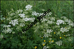 Gewöhnlicher Giersch, Gewöhnlicher Geißfuß, Aegopodium podagraria, Apiaceae, Aegopodium podagraria, Gewöhnlicher Giersch, Gewöhnlicher Geißfuß, fruchtend Kauf von 00342aegopodium_podagrariaimg_7425.jpg