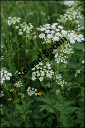 Gewöhnlicher Giersch, Gewöhnlicher Geißfuß, Aegopodium podagraria, Apiaceae, Aegopodium podagraria, Gewöhnlicher Giersch, Gewöhnlicher Geißfuß, fruchtend Kauf von 00342aegopodium_podagrariaimg_7426.jpg