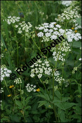 Gewhnlicher Giersch, Gewhnlicher Geifu, Aegopodium podagraria, Apiaceae, Aegopodium podagraria, Gewhnlicher Giersch, Gewhnlicher Geifu, fruchtend Kauf von 00342aegopodium_podagrariaimg_7426.jpg