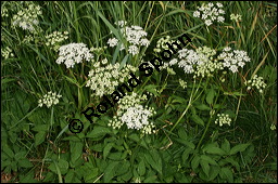 Gewöhnlicher Giersch, Gewöhnlicher Geißfuß, Aegopodium podagraria, Apiaceae, Aegopodium podagraria, Gewöhnlicher Giersch, Gewöhnlicher Geißfuß, fruchtend Kauf von 00342aegopodium_podagrariaimg_7446.jpg