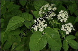 Gewöhnlicher Giersch, Gewöhnlicher Geißfuß, Aegopodium podagraria, Apiaceae, Aegopodium podagraria, Gewöhnlicher Giersch, Gewöhnlicher Geißfuß, fruchtend Kauf von 00342aegopodium_podagrariaimg_7615.jpg