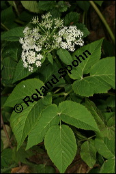 Gewöhnlicher Giersch, Gewöhnlicher Geißfuß, Aegopodium podagraria, Apiaceae, Aegopodium podagraria, Gewöhnlicher Giersch, Gewöhnlicher Geißfuß, fruchtend Kauf von 00342aegopodium_podagrariaimg_7616.jpg